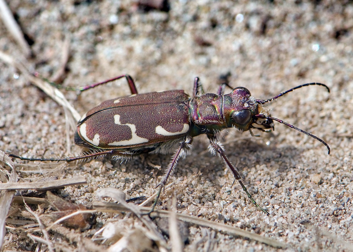 Appalachian Tiger Beetle