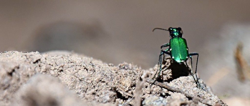 Tiger Beetles of New Brunswick banner