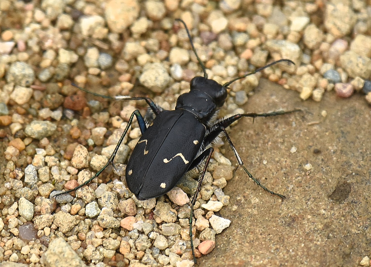 Boreal Long-lipped Tiger Beetle