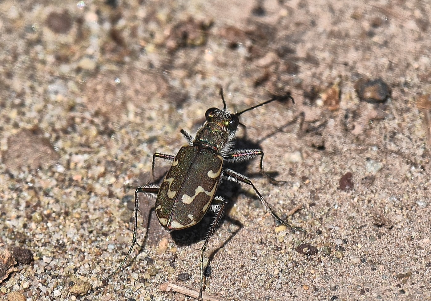 Bronzed Tiger Beetle