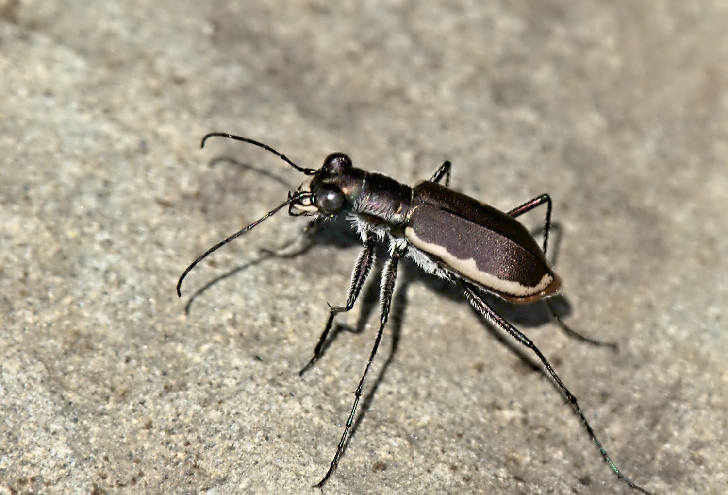 Cobblestone Tiger Beetle