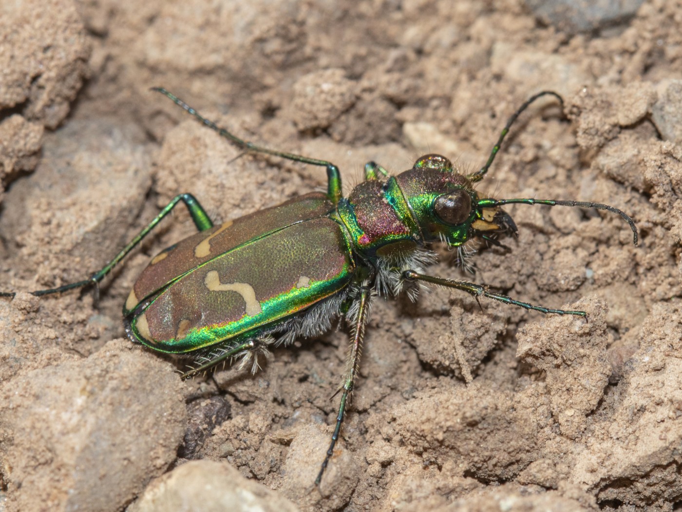 Common Claybank Tiger Beetle