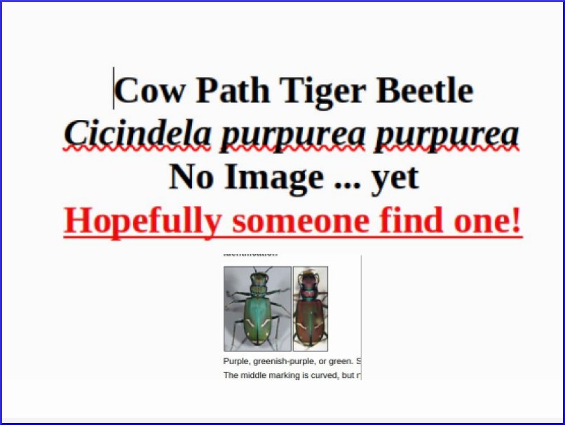 Cow Path Tiger Beetle