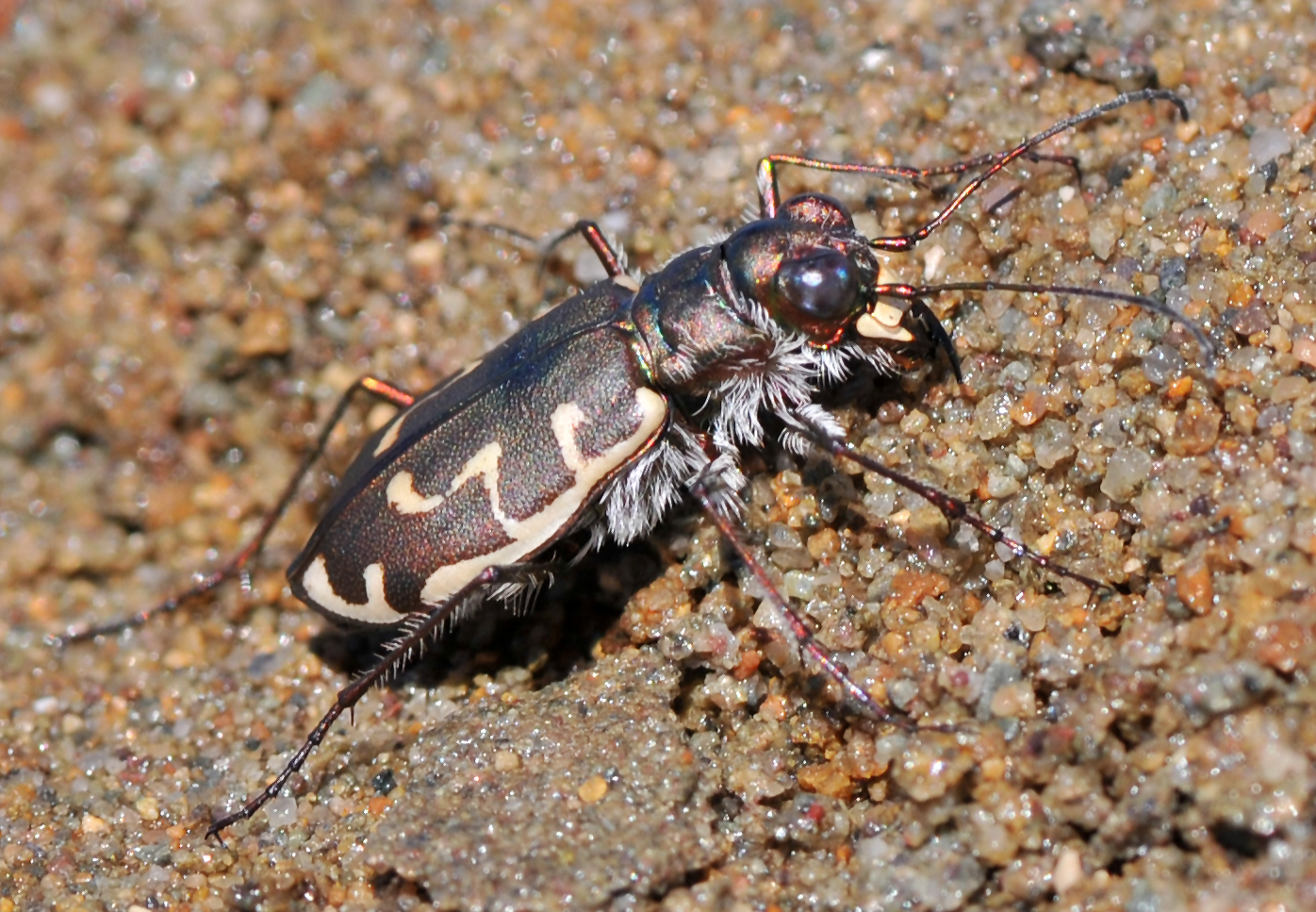 Hairy-necked Tiger Beetle