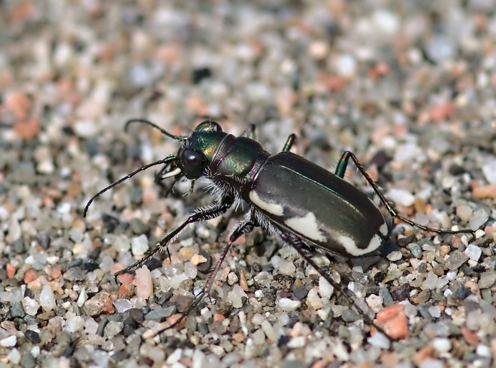 LeConte's Tiger Beetle