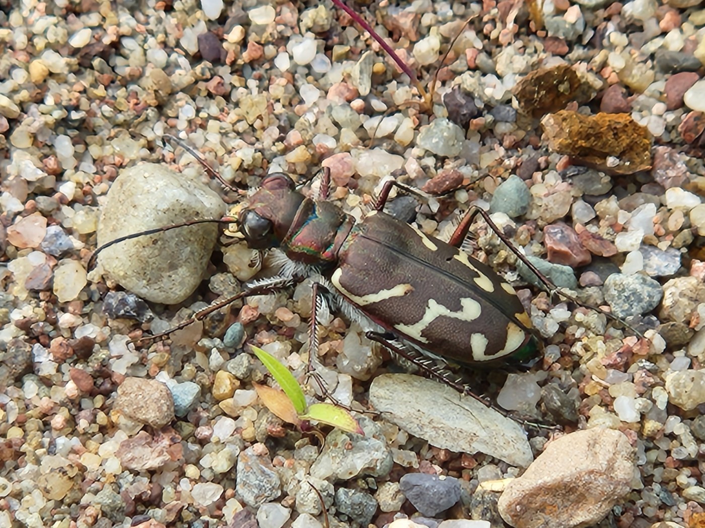 Oblique-lined Tiger Beetle
