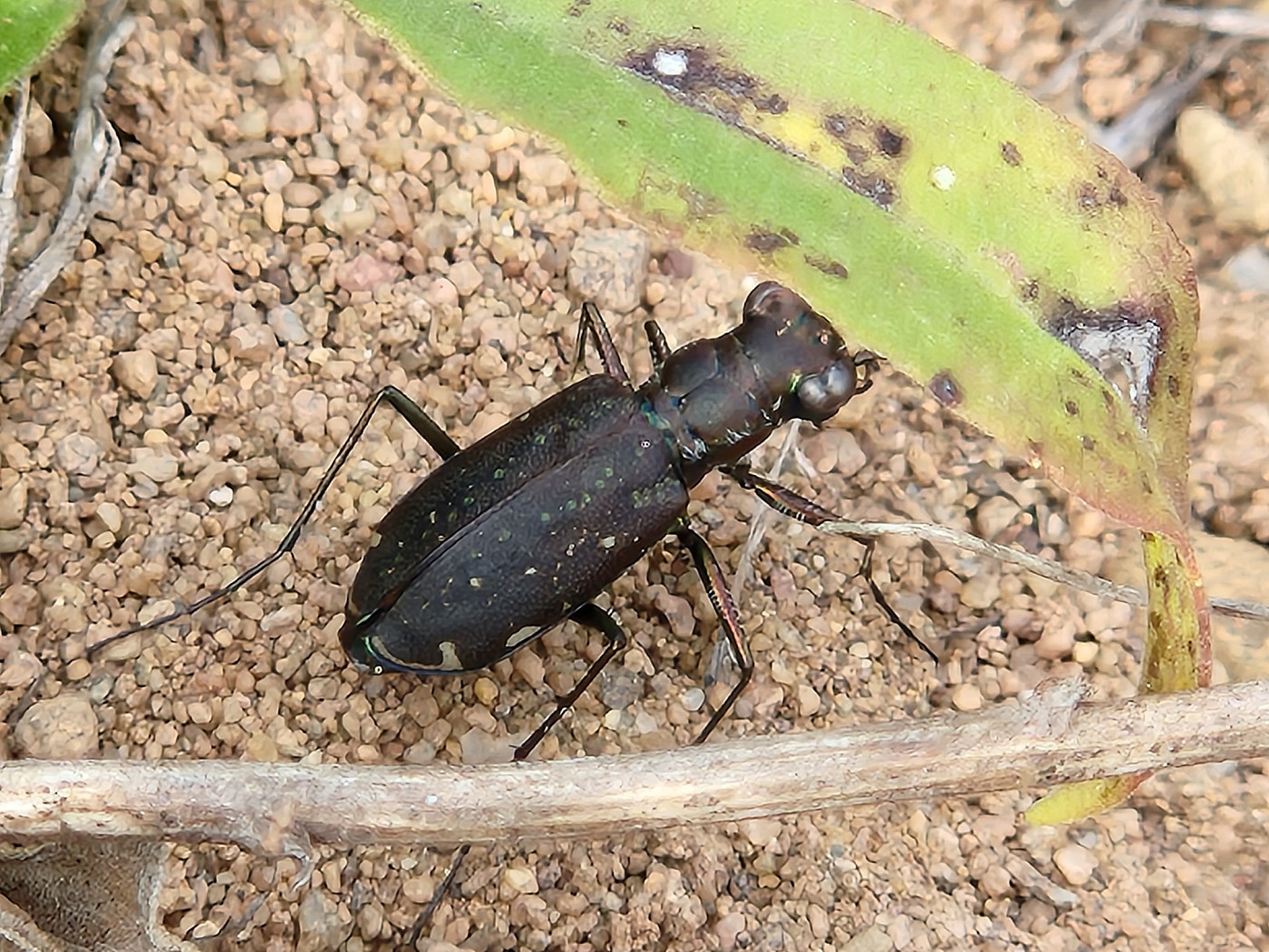 Punctured Tiger Beetle