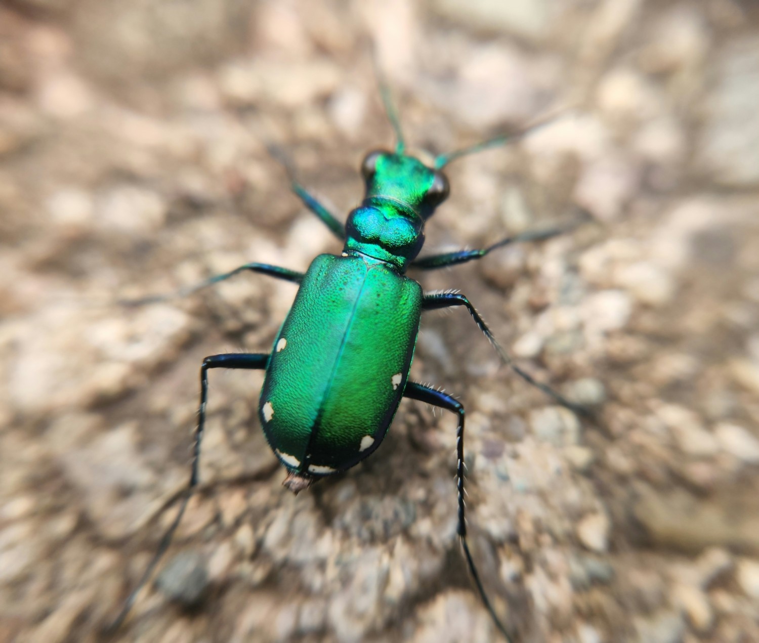 Six-spotted Tiger Beetle